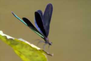 Les libellules du Périgord-Limousin