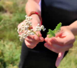 photo Balade botanique, découverte plantes médicinales et aromatiques