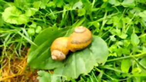 Au cœur de l'héliciculture : visite et parenthèse gourmande