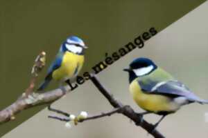 Les Activités du Parc Vuiller : Visites ornithologiques