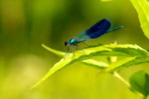 photo Sortie Nature - La biodiversité de la mare