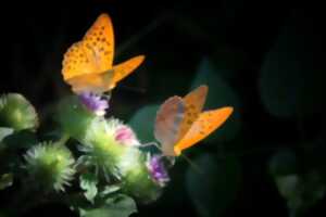 Balade nocturne & découverte des papillons de nuit