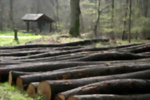 photo Mois du doc : Forêt, le grand réveil