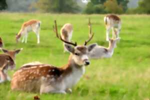 photo À l’écoute du brame du cerf