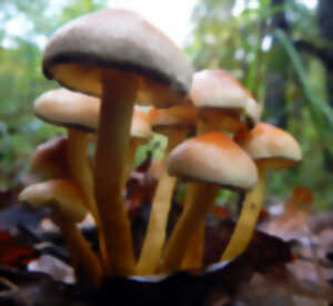 photo Sortie champignon en Touraine