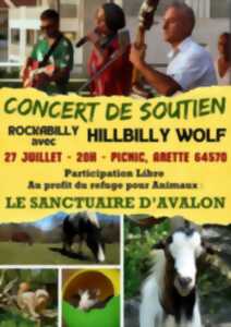 Concert - Hillbillly Wolf