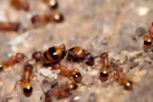 photo Film : Le Royaume des fourmis