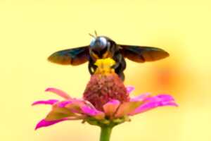 photo CONFÉRENCE SUR LES ABEILLES NOIRES - ASSOCIATION L'ARBRE AUX ABEILLES