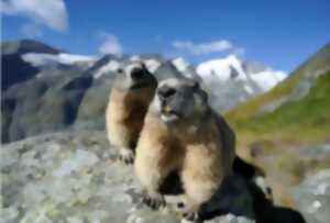 photo Observation des marmottes