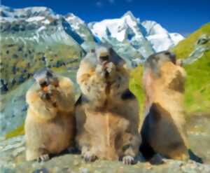 photo Observation des marmottes