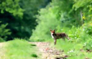 Découverte de la faune et de la flore des Pyrénées