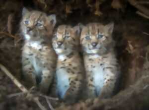 photo LE MOIS DU DOC - LYNX