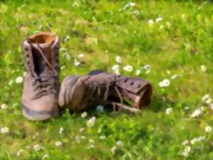 photo Balade gourmande dans le vignoble et le village de Benais