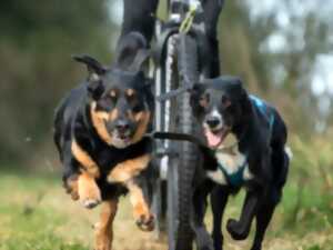 photo Course internationale de chiens de traîneaux