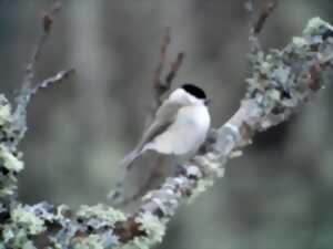 photo Observons les oiseaux d'hiver à Vendôme