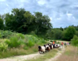 Randonnée transhumance avec les moutons