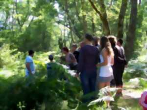 Promenade nature en forêt sur l'histoire et la gestion de la forêt landaise