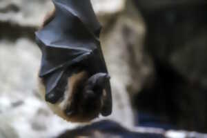 Balade nocturne d'observation des chauves-souris