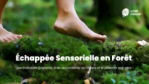 Echappée sensorielle en forêt