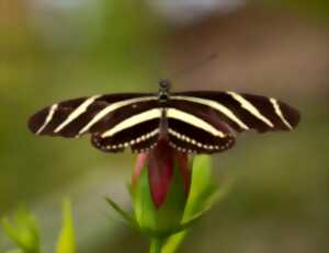 photo Exposition - Manip'papillon