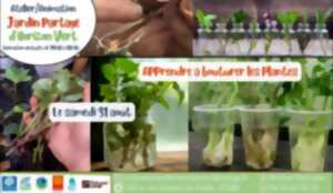 Apprendre à bouturer les plantes