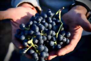 Fête des Vendanges