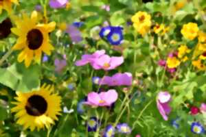 photo Balade en nature et écoute des plantes