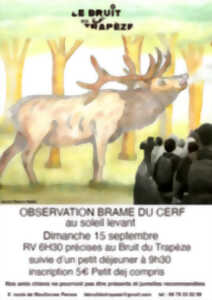 Brame du cerf à l'aube