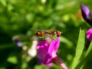 Y A PAS QUE LES ABEILLES QUI POLLINISENT !