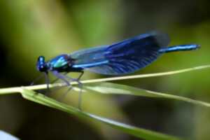 photo Sortie naturaliste sur les libellules