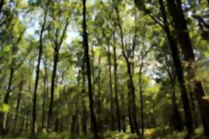 photo 48H Nature en Gâtine poitevine - Balade en forêt : la gestion forestière au service de la biodiversité