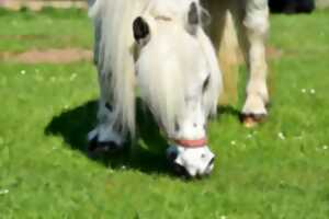 Portes ouvertes au poney club des Retrouvailles