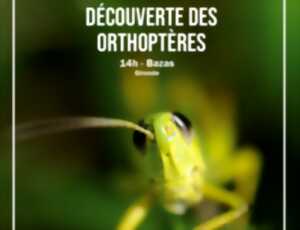 photo Découverte des orthoptères