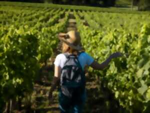 photo Vendanges Oenotouristiques au Château Moulin de la Marzelle