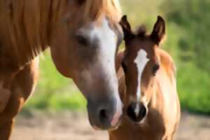 Fête du cheval