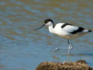 SORTIE LPO - ENTRE LAGUNES ET GARRIGUES