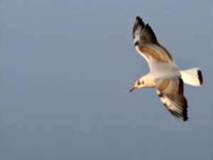 photo SORTIE LPO - OISEAUX MARINS ET CIE