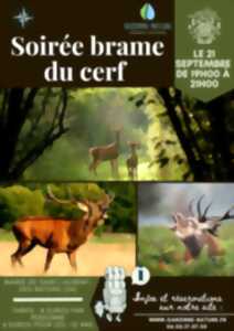 Soirée brame du cerf