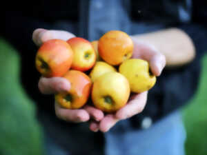 photo La Pomme dans tous ses états