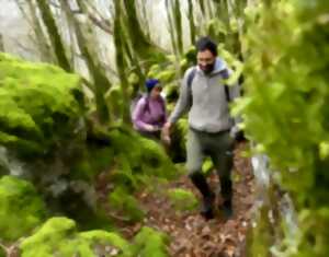 Le Karst boisé d'Arudy