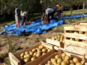 photo Récolte des pommes du verger d'Abbadia