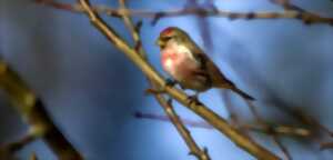 photo Les oiseaux hivernants