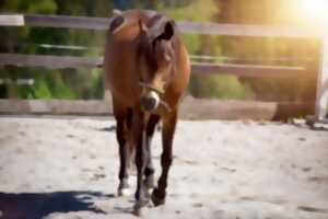 Journée Portes Ouvertes au Centre Equestre du Villard