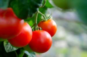 photo Fête de la tomate