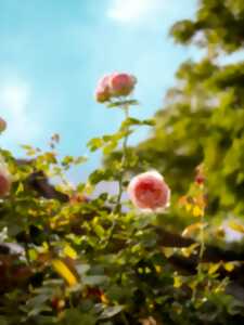 photo Journées du Patrimoine : Visite libre des Jardins de Roquelin