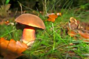 photo INITIATION À LA MYCOLOGIE : LA VIE MYSTÉRIEUSE DES CHAMPIGNONS