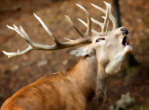 photo Photographier le brâme du cerf