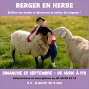 Berger en herbe