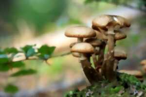 photo Sortie champignons