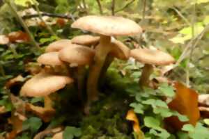 photo Le monde insolite des champignons